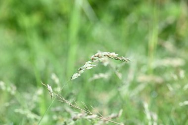 Eragrostis pilosa otu. Poaceae familyasından bir çim türüdür. Avrasya ve Afrika 'ya özgüdür. Geniş çaplı olarak tanıtılır ve birçok alanda yaygın bir ottur..
