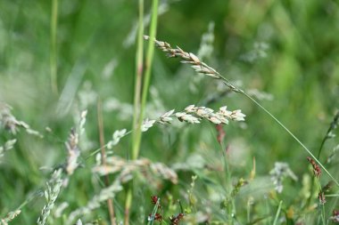 Eragrostis pilosa otu. Poaceae familyasından bir çim türüdür. Avrasya ve Afrika 'ya özgüdür. Geniş çaplı olarak tanıtılır ve birçok alanda yaygın bir ottur..