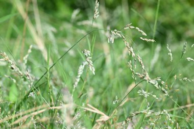 Eragrostis pilosa otu. Poaceae familyasından bir çim türüdür. Avrasya ve Afrika 'ya özgüdür. Geniş çaplı olarak tanıtılır ve birçok alanda yaygın bir ottur..