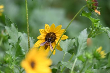 Bal arısı ayçiçeğinden polen topluyor. Ortasında polen toplayan bir arı olan parlak sarı bir ayçiçeğinin yakın çekimi. Vahşi yaşam.