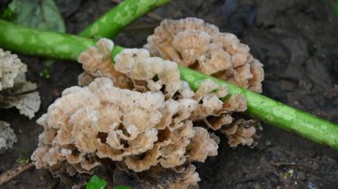 Podoscypha petalodları. Meruliaceae familyasından yaygın olarak dağılmış bir türdür. Şarap mantarı, kepekli kağıt mantarı..