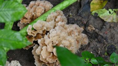 Podoscypha petalodları. Meruliaceae familyasından yaygın olarak dağılmış bir türdür. Şarap mantarı, kepekli kağıt mantarı..