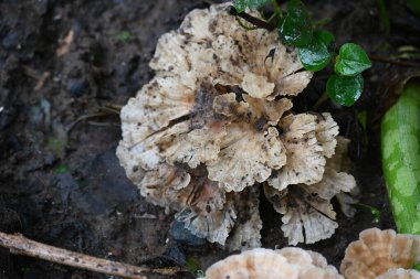 Podoscypha petalodları. Meruliaceae familyasından yaygın olarak dağılmış bir türdür. Şarap mantarı, kepekli kağıt mantarı..