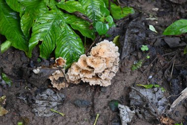Podoscypha petalodları. Meruliaceae familyasından yaygın olarak dağılmış bir türdür. Şarap mantarı, kepekli kağıt mantarı..