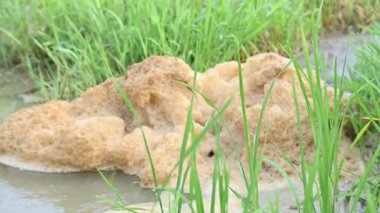 Küçük bir su akıntısında yüzen bulanık köpük kütlesi. Yeşil çimenlerin arasında akan su akıntısı. Bu köpük hızlı su akışı tarafından yaratılır. Kirli su.