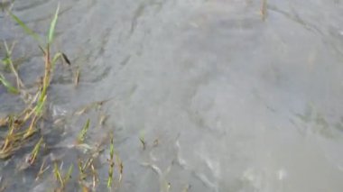 Küçük bir su akıntısında yüzen bulanık köpük kütlesi. Yeşil çimenlerin arasında akan su akıntısı. Bu köpük hızlı su akışı tarafından yaratılır. Kirli su.