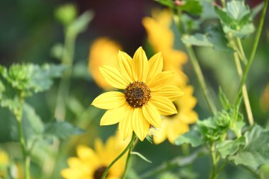 Sunflowers in the garden. Its other name Helianthus. perennialflowering plants of the daisy family. It is a food crops for humans, cattle, and poultry. Pure edible oil is extracted from its seeds.