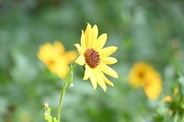 Sunflowers in the garden. Its other name Helianthus. perennialflowering plants of the daisy family. It is a food crops for humans, cattle, and poultry. Pure edible oil is extracted from its seeds.