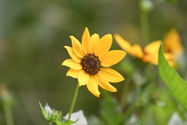 Sunflowers in the garden. Its other name Helianthus. perennialflowering plants of the daisy family. It is a food crops for humans, cattle, and poultry. Pure edible oil is extracted from its seeds.