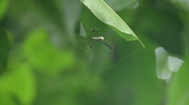 Nefila pilipes örümceği. Diğer adları Altın Küre Dokumacı ve Dev Altın Küre Dokumacı. Bu bir altın küre ağ örümceği türüdür. Ormandaki ağında büyük bir örümcek.