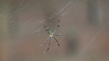 Nefila pilipes örümceği. Diğer adları Altın Küre Dokumacı ve Dev Altın Küre Dokumacı. Bu bir altın küre ağ örümceği türüdür. Ormandaki ağında büyük bir örümcek.