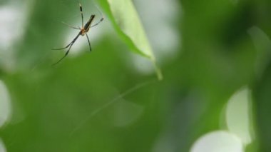 Nefila pilipes örümceği. Diğer adları Altın Küre Dokumacı ve Dev Altın Küre Dokumacı. Bu bir altın küre ağ örümceği türüdür. Ormandaki ağında büyük bir örümcek.