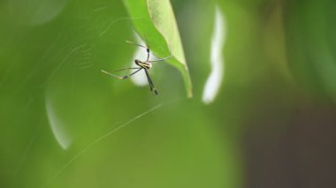 Nefila pilipes örümceği. Diğer adları Altın Küre Dokumacı ve Dev Altın Küre Dokumacı. Bu bir altın küre ağ örümceği türüdür. Ormandaki ağında büyük bir örümcek.