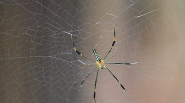 Nefila pilipes örümceği. Diğer adları Altın Küre Dokumacı ve Dev Altın Küre Dokumacı. Bu bir altın küre ağ örümceği türüdür. Ormandaki ağında büyük bir örümcek.