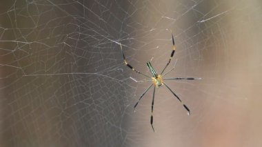 Nefila pilipes örümceği. Diğer adları Altın Küre Dokumacı ve Dev Altın Küre Dokumacı. Bu bir altın küre ağ örümceği türüdür. Ormandaki ağında büyük bir örümcek.