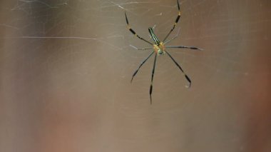 Nefila pilipes örümceği. Diğer adları Altın Küre Dokumacı ve Dev Altın Küre Dokumacı. Bu bir altın küre ağ örümceği türüdür. Ormandaki ağında büyük bir örümcek.