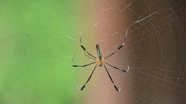 Nefila pilipes örümceği. Diğer adları Altın Küre Dokumacı ve Dev Altın Küre Dokumacı. Bu bir altın küre ağ örümceği türüdür. Ormandaki ağında büyük bir örümcek.