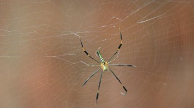 Nefila pilipes örümceği. Diğer adları Altın Küre Dokumacı ve Dev Altın Küre Dokumacı. Bu bir altın küre ağ örümceği türüdür. Ormandaki ağında büyük bir örümcek.