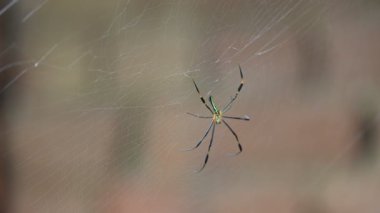 Nefila pilipes örümceği. Diğer adları Altın Küre Dokumacı ve Dev Altın Küre Dokumacı. Bu bir altın küre ağ örümceği türüdür. Ormandaki ağında büyük bir örümcek.