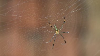Nefila pilipes örümceği. Diğer adları Altın Küre Dokumacı ve Dev Altın Küre Dokumacı. Bu bir altın küre ağ örümceği türüdür. Ormandaki ağında büyük bir örümcek.