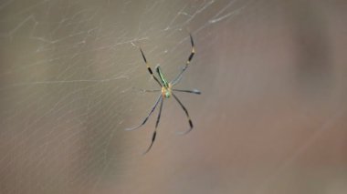 Nefila pilipes örümceği. Diğer adları Altın Küre Dokumacı ve Dev Altın Küre Dokumacı. Bu bir altın küre ağ örümceği türüdür. Ormandaki ağında büyük bir örümcek.