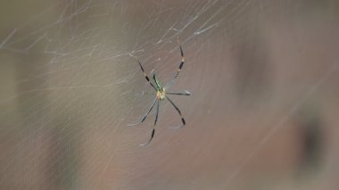 Nefila pilipes örümceği. Diğer adları Altın Küre Dokumacı ve Dev Altın Küre Dokumacı. Bu bir altın küre ağ örümceği türüdür. Ormandaki ağında büyük bir örümcek.