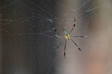 Nefila pilipes örümceği. Diğer adları Altın Küre Dokumacı ve Dev Altın Küre Dokumacı. Bu bir altın küre ağ örümceği türüdür. Ormandaki ağında büyük bir örümcek.
