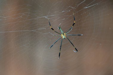 Nefila pilipes örümceği. Diğer adları Altın Küre Dokumacı ve Dev Altın Küre Dokumacı. Bu bir altın küre ağ örümceği türüdür. Ormandaki ağında büyük bir örümcek.