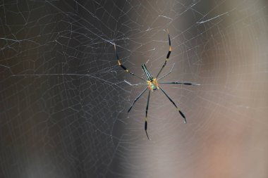 Nefila pilipes örümceği. Diğer adları Altın Küre Dokumacı ve Dev Altın Küre Dokumacı. Bu bir altın küre ağ örümceği türüdür. Ormandaki ağında büyük bir örümcek.