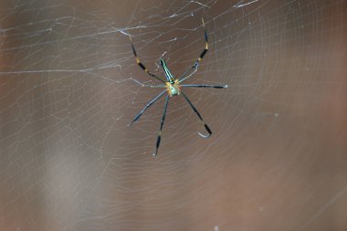 Nefila pilipes örümceği. Diğer adları Altın Küre Dokumacı ve Dev Altın Küre Dokumacı. Bu bir altın küre ağ örümceği türüdür. Ormandaki ağında büyük bir örümcek.