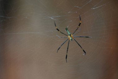 Nefila pilipes örümceği. Diğer adları Altın Küre Dokumacı ve Dev Altın Küre Dokumacı. Bu bir altın küre ağ örümceği türüdür. Ormandaki ağında büyük bir örümcek.