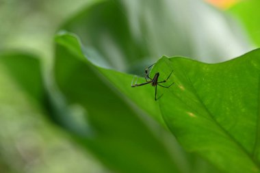 Nefila pilipes örümceği. Diğer adları Altın Küre Dokumacı ve Dev Altın Küre Dokumacı. Bu bir altın küre ağ örümceği türüdür. Ormandaki ağında büyük bir örümcek.
