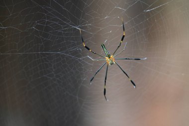 Nefila pilipes örümceği. Diğer adları Altın Küre Dokumacı ve Dev Altın Küre Dokumacı. Bu bir altın küre ağ örümceği türüdür. Ormandaki ağında büyük bir örümcek.