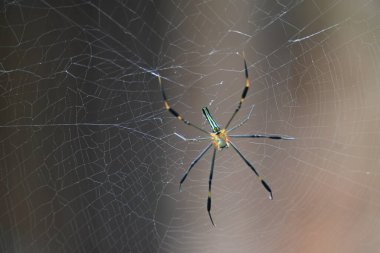 Nefila pilipes örümceği. Diğer adları Altın Küre Dokumacı ve Dev Altın Küre Dokumacı. Bu bir altın küre ağ örümceği türüdür. Ormandaki ağında büyük bir örümcek.