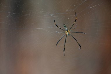 Nefila pilipes örümceği. Diğer adları Altın Küre Dokumacı ve Dev Altın Küre Dokumacı. Bu bir altın küre ağ örümceği türüdür. Ormandaki ağında büyük bir örümcek.
