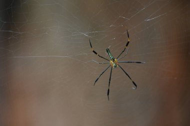 Nefila pilipes örümceği. Diğer adları Altın Küre Dokumacı ve Dev Altın Küre Dokumacı. Bu bir altın küre ağ örümceği türüdür. Ormandaki ağında büyük bir örümcek.
