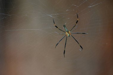 Nefila pilipes örümceği. Diğer adları Altın Küre Dokumacı ve Dev Altın Küre Dokumacı. Bu bir altın küre ağ örümceği türüdür. Ormandaki ağında büyük bir örümcek.