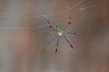 Nefila pilipes örümceği. Diğer adları Altın Küre Dokumacı ve Dev Altın Küre Dokumacı. Bu bir altın küre ağ örümceği türüdür. Ormandaki ağında büyük bir örümcek.