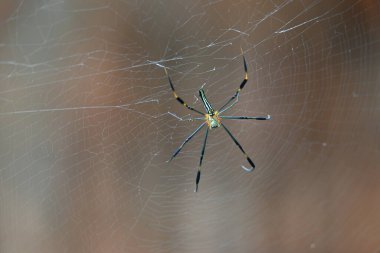 Nefila pilipes örümceği. Diğer adları Altın Küre Dokumacı ve Dev Altın Küre Dokumacı. Bu bir altın küre ağ örümceği türüdür. Ormandaki ağında büyük bir örümcek.