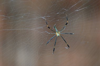 Nefila pilipes örümceği. Diğer adları Altın Küre Dokumacı ve Dev Altın Küre Dokumacı. Bu bir altın küre ağ örümceği türüdür. Ormandaki ağında büyük bir örümcek.