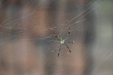 Nefila pilipes örümceği. Diğer adları Altın Küre Dokumacı ve Dev Altın Küre Dokumacı. Bu bir altın küre ağ örümceği türüdür. Ormandaki ağında büyük bir örümcek.