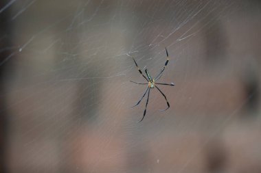 Nefila pilipes örümceği. Diğer adları Altın Küre Dokumacı ve Dev Altın Küre Dokumacı. Bu bir altın küre ağ örümceği türüdür. Ormandaki ağında büyük bir örümcek.