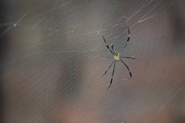 Nefila pilipes örümceği. Diğer adları Altın Küre Dokumacı ve Dev Altın Küre Dokumacı. Bu bir altın küre ağ örümceği türüdür. Ormandaki ağında büyük bir örümcek.