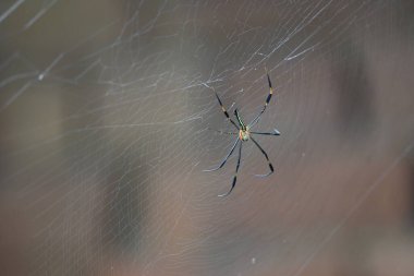 Nefila pilipes örümceği. Diğer adları Altın Küre Dokumacı ve Dev Altın Küre Dokumacı. Bu bir altın küre ağ örümceği türüdür. Ormandaki ağında büyük bir örümcek.