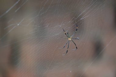 Nefila pilipes örümceği. Diğer adları Altın Küre Dokumacı ve Dev Altın Küre Dokumacı. Bu bir altın küre ağ örümceği türüdür. Ormandaki ağında büyük bir örümcek.