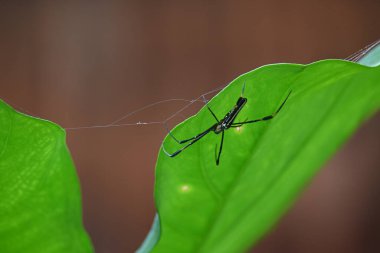 Nefila pilipes örümceği. Diğer adları Altın Küre Dokumacı ve Dev Altın Küre Dokumacı. Bu bir altın küre ağ örümceği türüdür. Ormandaki ağında büyük bir örümcek.