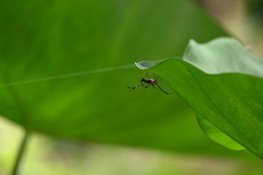 Nefila pilipes örümceği. Diğer adları Altın Küre Dokumacı ve Dev Altın Küre Dokumacı. Bu bir altın küre ağ örümceği türüdür. Ormandaki ağında büyük bir örümcek.