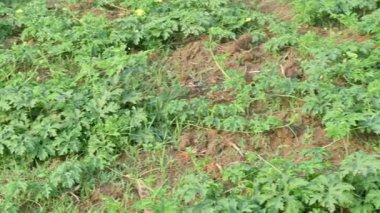 Bitter gourd vine in the field. It is a vine plant. Its fruit has a bitter taste. This is a very good vegetable for diabetic patients.Its other names bitter melon, bitter squash andbalsam pear.