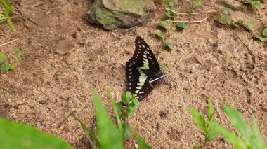 A dead butterfly is being eaten by black ants on the sand. The ants are swarming and feeding on it. The butterfly is dark in color with white and orange markings.