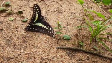 A dead butterfly is being eaten by black ants on the sand. The ants are swarming and feeding on it. The butterfly is dark in color with white and orange markings.